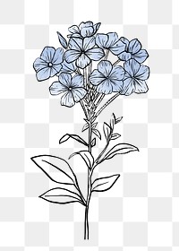 Phlox watercolor png line art, aesthetic element, transparent background