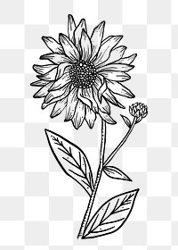 Hand drawn Sunflower png sticker, line art design, transparent background