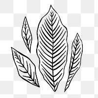 Hand drawn leaf png sticker, line art design, transparent background 