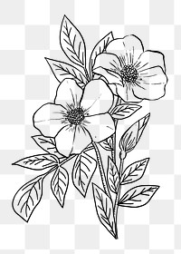 Hand drawn flower png sticker, line art design, transparent background 