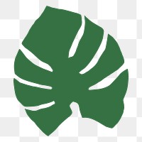 Monstera leaf png sticker, transparent background 