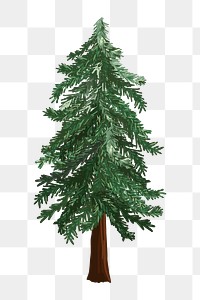 Pine tree png sticker, transparent background