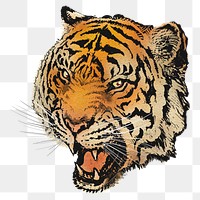 Roaring tiger png sticker, animal realistic illustration on transparent background