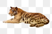 Traditional tiger png clipart, realistic animal illustration on transparent background