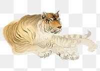 Realistic tiger png clipart, animal illustration on transparent background