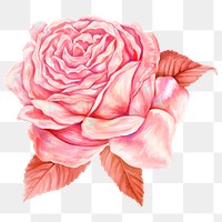 Rose png sticker, pink aesthetic design, transparent background