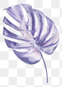 Monstera leaf png sticker, purple aesthetic design, transparent background