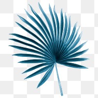 Tropical leaf png clipart, blue fan palm leaf, transparent background