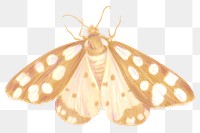 Gold butterfly png sticker, crayon design, transparent background