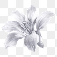 Lily png sticker, black & white painting design, transparent background