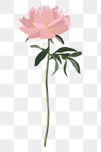 Pink rose png sticker, transparent background