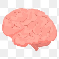 Brain png sticker, transparent background 