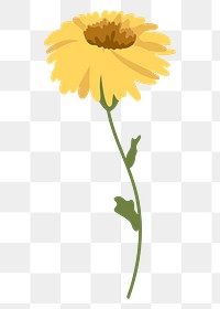 Calendula flower png sticker, transparent background