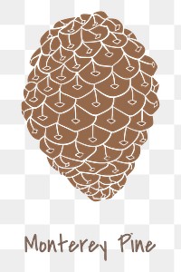 Monterey pine cone sticker design element