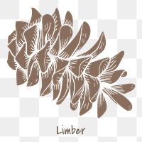 Limber cone sticker design element