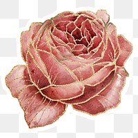 Cabbage rose flower sticker overlay with gold elements 