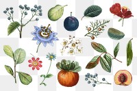 Fruit and flower png sticker vintage set hand drawn illustration