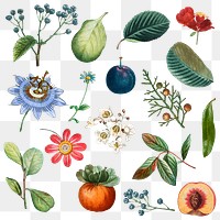 Fruit and flower png sticker vintage set hand drawn illustration