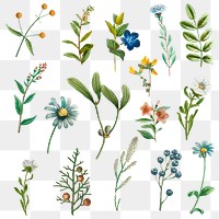 Hand drawn flower png sticker set vintage illustration