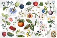 Fruit and flower png sticker vintage set hand drawn illustration