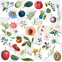 Fruit and flower png sticker vintage set hand drawn illustration