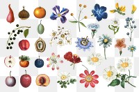 Flower and fruit png sticker set vintage illustration