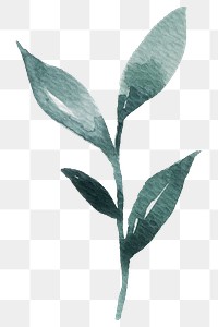 Hand painted watercolor green leaf transparent png