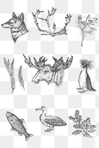 Animal drawing gray scale set transparent png