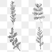 Hand drawn plants collection  transparent png