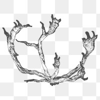 Hand drawn reindeer antler  transparent png