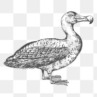 Hand drawn albatross bird transparent png