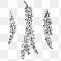 Hand drawn pine branches transparent png