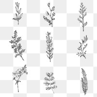 Hand drawn plants collection  transparent png