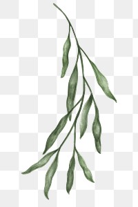 Hand drawn green leaves transparent png