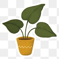 Heartleaf philodendron in a pot sticker