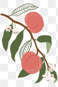  Hand drawn peach design resource transparent png