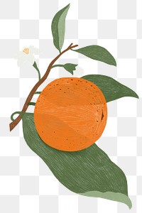 Hand drawn orange design resource transparent png