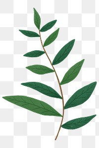 Branch with green leaves design element transparent png