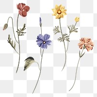 Blooming flower design element set