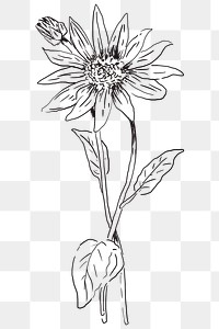 Hand drawn coneflower transparent png