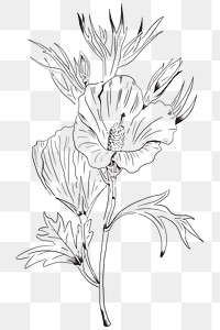 Hand drawn Lilac hibiscus flower transparent png