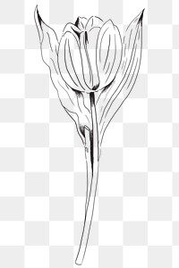 Hand drawn tulip transparent png