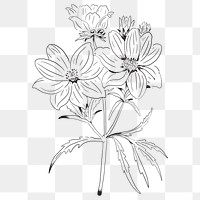 Hand drawn calliopsis flower transparent png