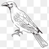 Hand drawn tanager bird transparent png