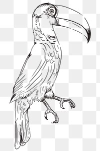Hand drawn toco toucan transparent png