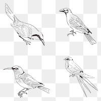 Hand drawn birds collection transparent png