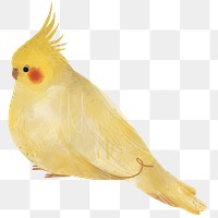 Yellow cockatiels painting transparent png