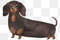 Dachshund watercolor paitning on a white background transparent png