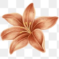Vintage lily flower transparent png