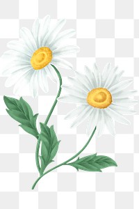 Vintage daisy flower transparent png